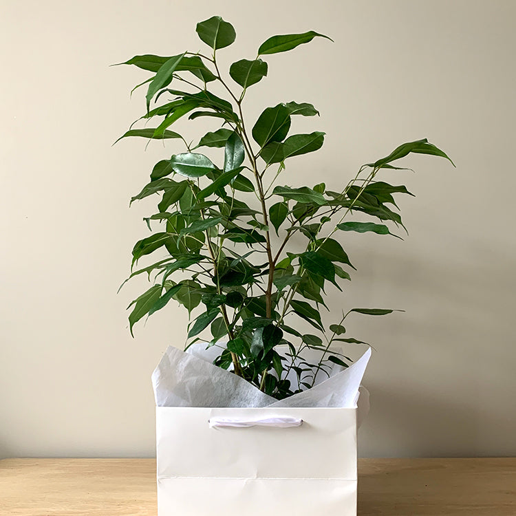 FicusBenjamina(green)-stylish&easycare.