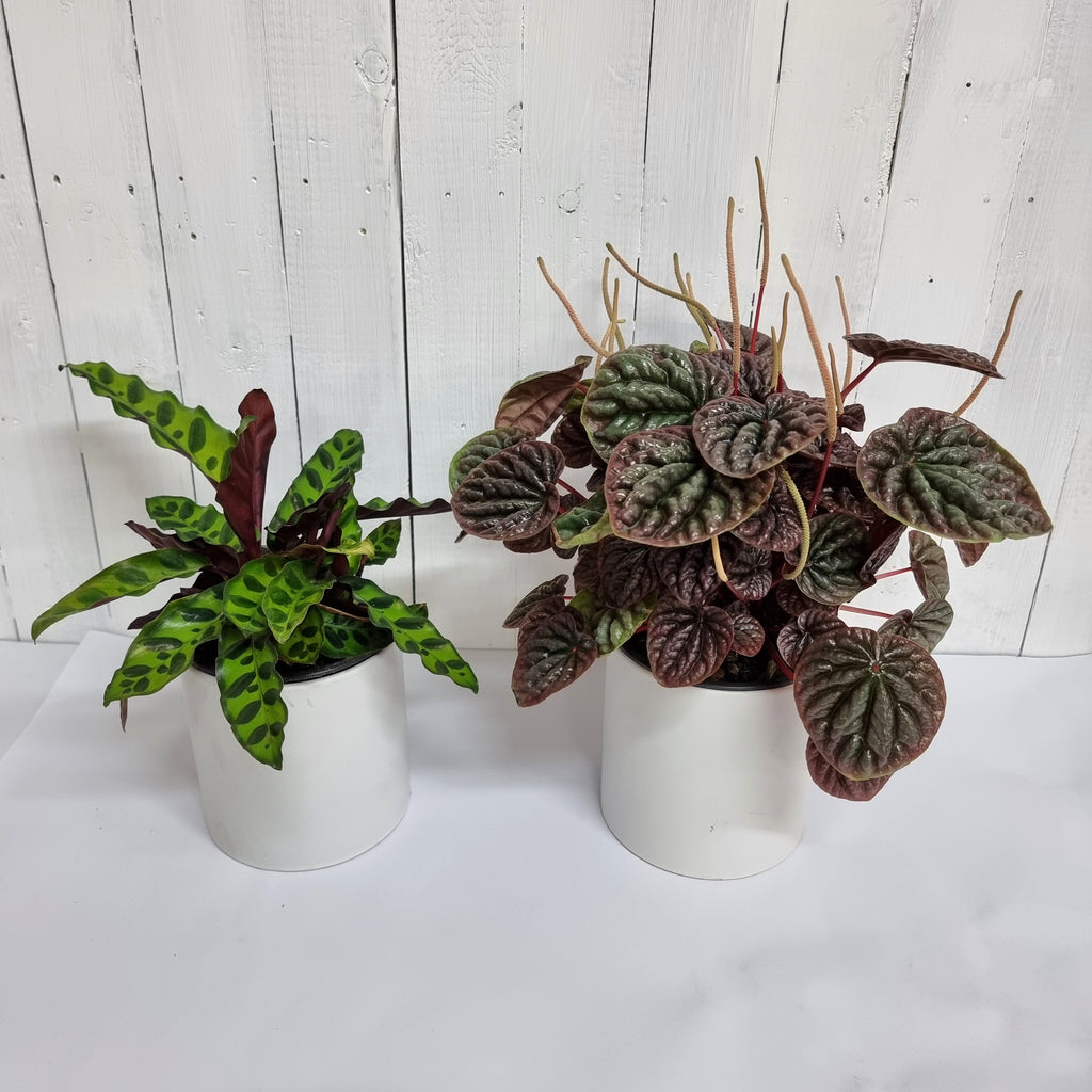 Peperomia and Calathea plants for sale chch